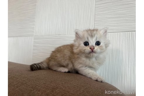 成約済の茨城県のスコティッシュフォールド(折れ耳)-95130の5枚目